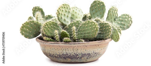 Opuntia cactus in a pot on a white background.
