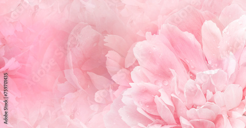 Floral pink background. Rose and petals flowers. Close-up. Nature.