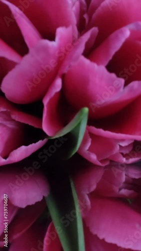 pink tulips in a vase, video shooting of flowers, pink flowers

