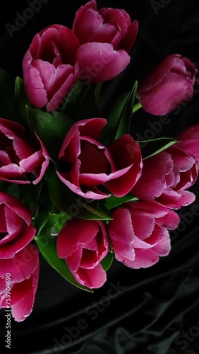 pink tulips in a vase, video shooting of flowers, pink flowers

