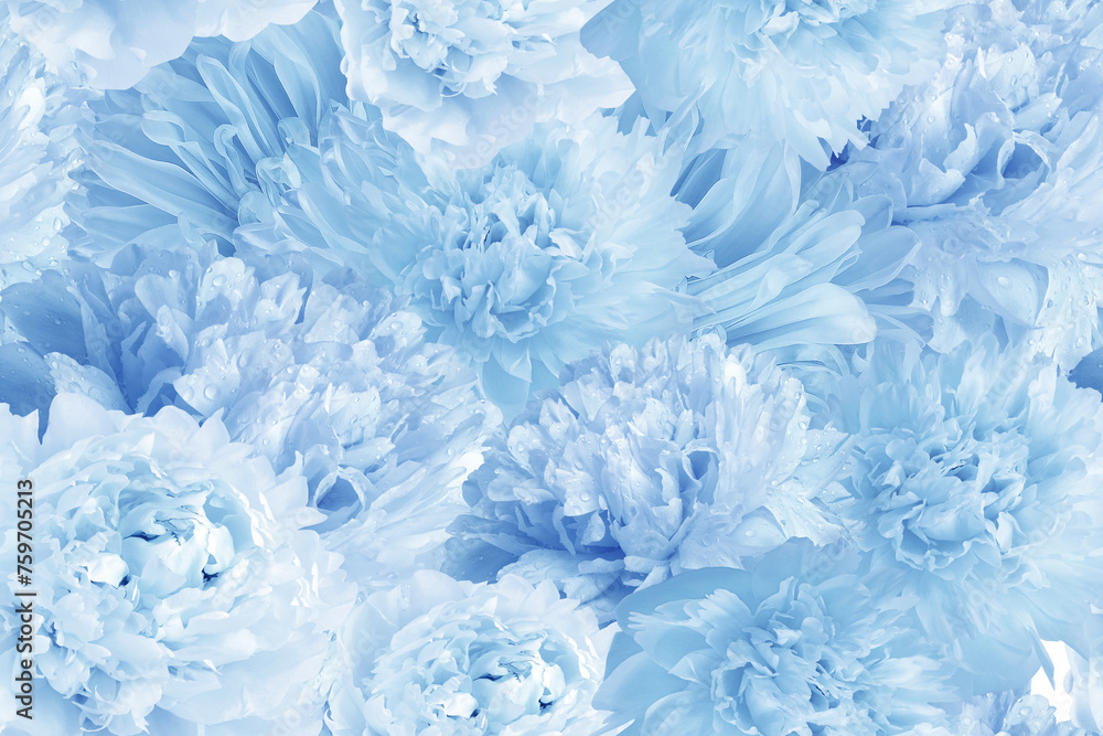 Seamless blue background. Flowers peonies and petals peonies. Close up. Seamless blue background. Flowers peonies and petals peonies. Close up.
