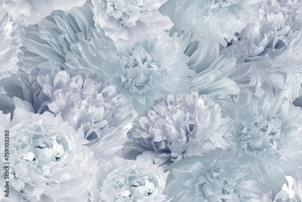 Seamless floral background. Flowers peonies and petals peonies. Close up. Seamless floral background. Flowers peonies and petals peonies. Close up.