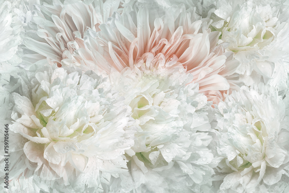 Seamless floral background. Flowers peonies and petals peonies. Close up. Seamless floral background. Flowers peonies and petals peonies. Close up.