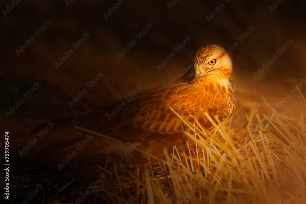 Obraz premium Bird of prey. Artistic wildlife photography. Nature background. 