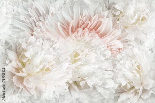 Seamless floral  background. Flowers peonies and petals peonies. Close up. © nadezhda F