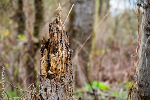 Un tronc brisé : le symbole poignant d'un écosystème fragile, d'une forêt meurtrie photo