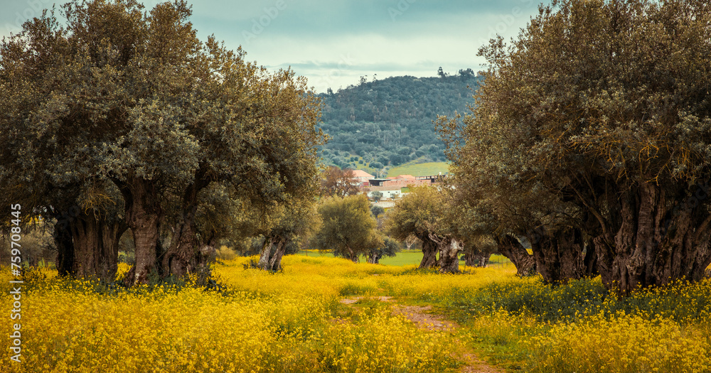 olive groves in Alentejo  Portugal