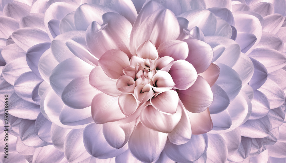Obraz premium Pink dahlia. Floral background. Closeup. Nature.
