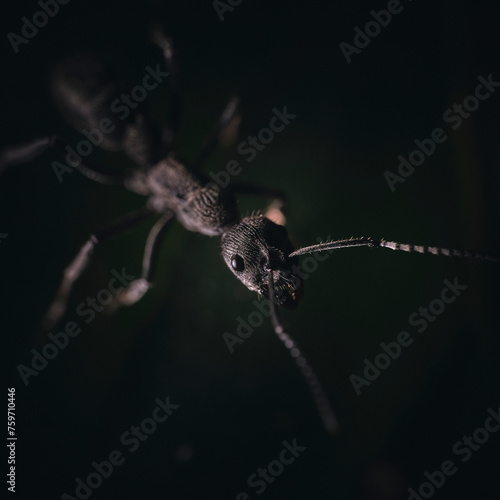 black ant Genus Diacamma on a leaf, low key macro photo