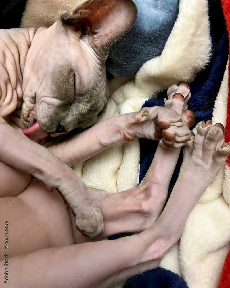 Sphynx cat sleeps in a blanket