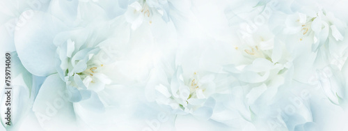 Jasmine white flowers. Floral spring background. Close-up. Nature.