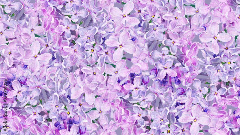 Seamless floral background. Lilac flowers and petals. Bouquet of lilacs. Studio shot. Nature.