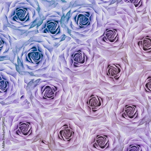Fototapeta Naklejka Na Ścianę i Meble -  Floral  background. Flowers roses. Close up.  Nature.