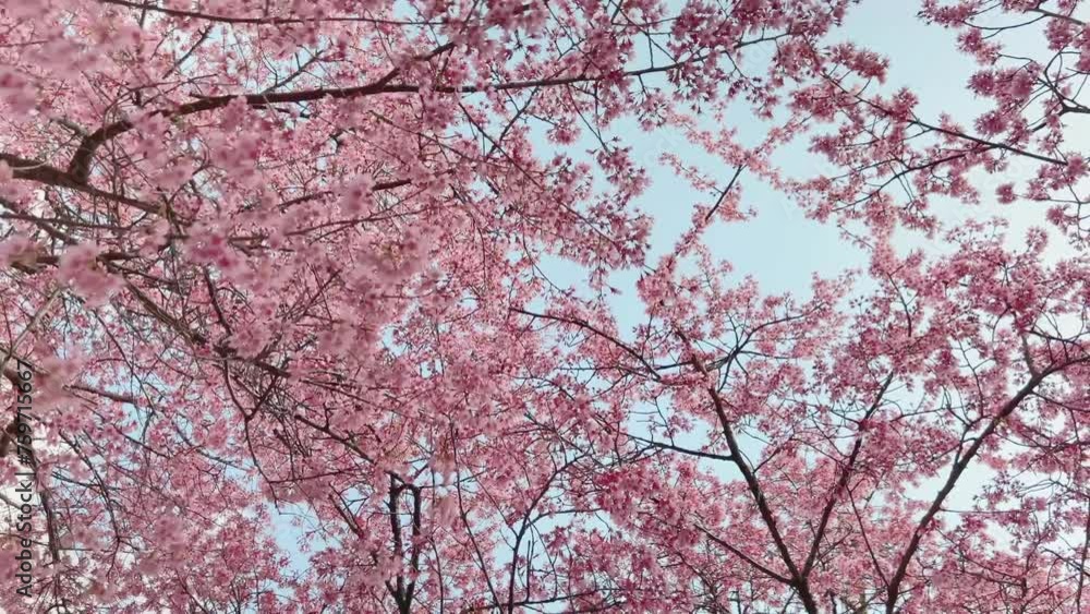 pink cherry blossom branches gently moving in the wind, blue sky pink cherry blossom branches gently moving in the wind, blue sky