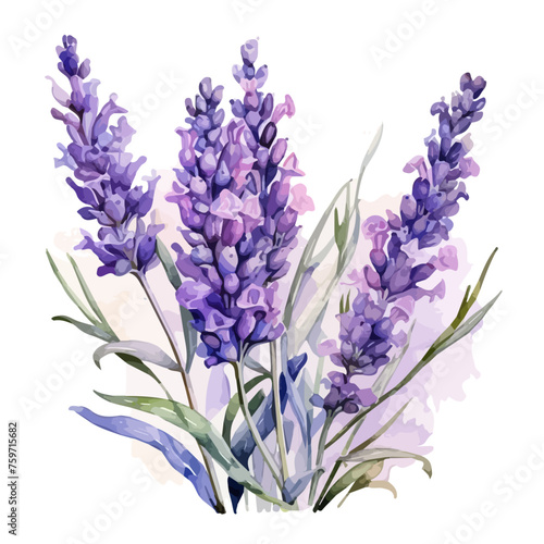 Lavender set Vector watercolor. Beautiful floral bouquets isolated on white illustration Bunch of lavender flowers on a white background  vector lavender