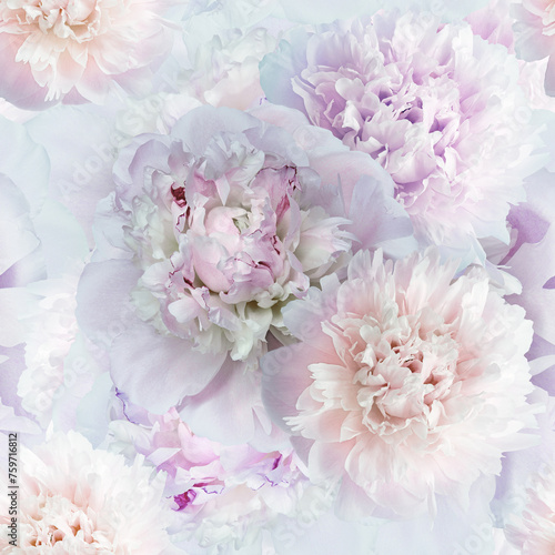 Seamless floral  background. Flowers peonies and petals peonies. Close up. © nadezhda F