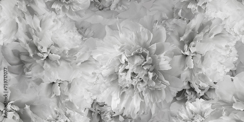 Fototapeta Naklejka Na Ścianę i Meble -  Seamless floral  background. Flowers peonies and petals peonies. Close up.