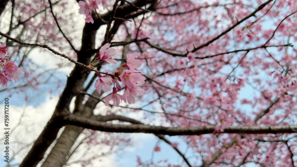 pink cherry blossom branches gently moving in the wind, blue sky pink cherry blossom branches gently moving in the wind, blue sky