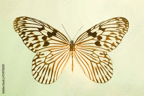 Butterfly Idea idea watercolor graphic illustration