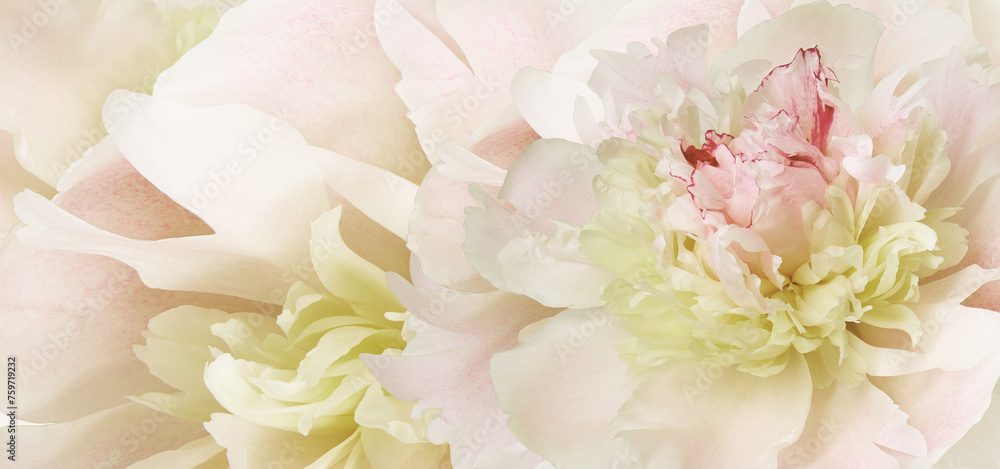 Yellow peony flower Floral background. Closeup. Nature. Yellow peony flower Floral background. Closeup. Nature.