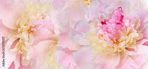 Fototapeta Naklejka Na Ścianę i Meble -  Peony flower. Floral background. Closeup. Nature.	