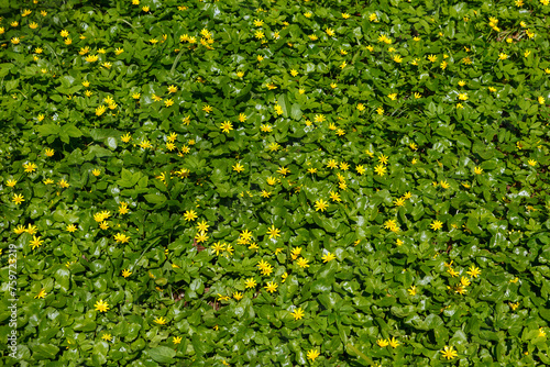 Lesser celandine, pilewort or ranunculus ficaria yellow spring flowers photo