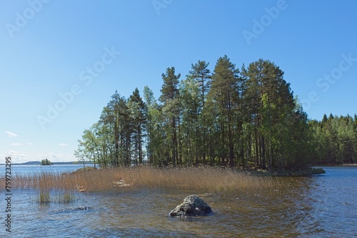 Forest on small island, Päijänne National Park in sunny summer weather, Finland. photo