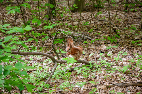 Squirrel wild animal in forest outdoor. Wildlife of squirrel © altana_studio