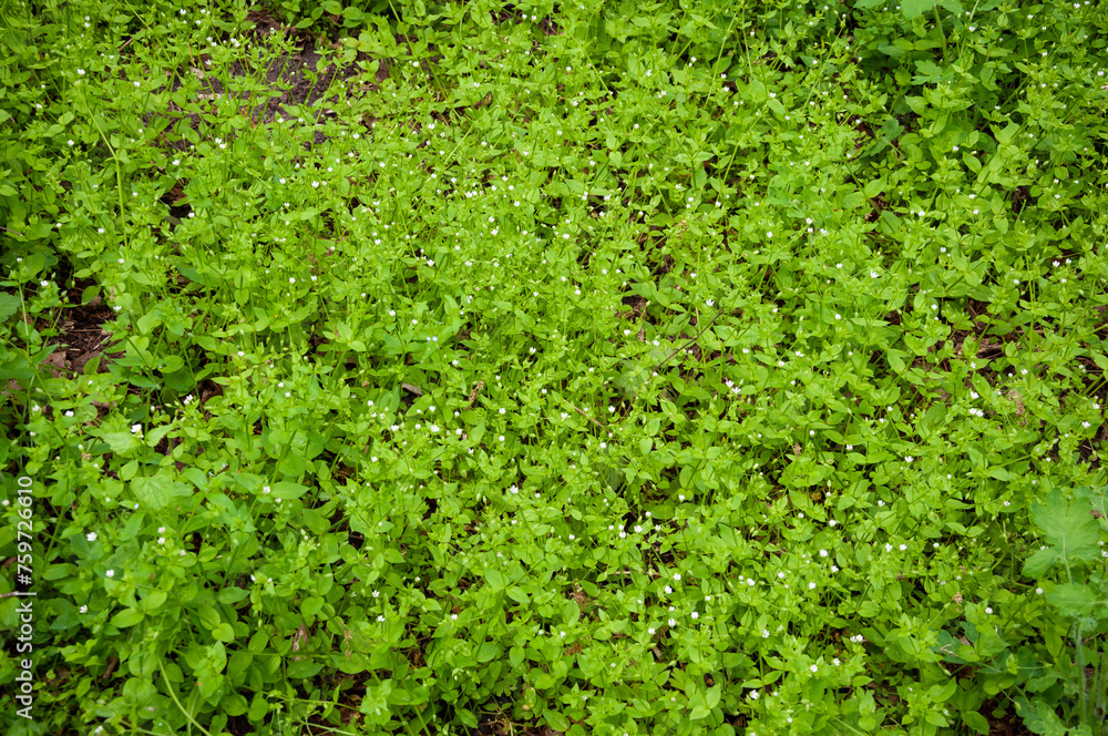 Chickweed green background. Green nature background of chickweed flower bloom. Summer or spring flowering grass. Green grassy background