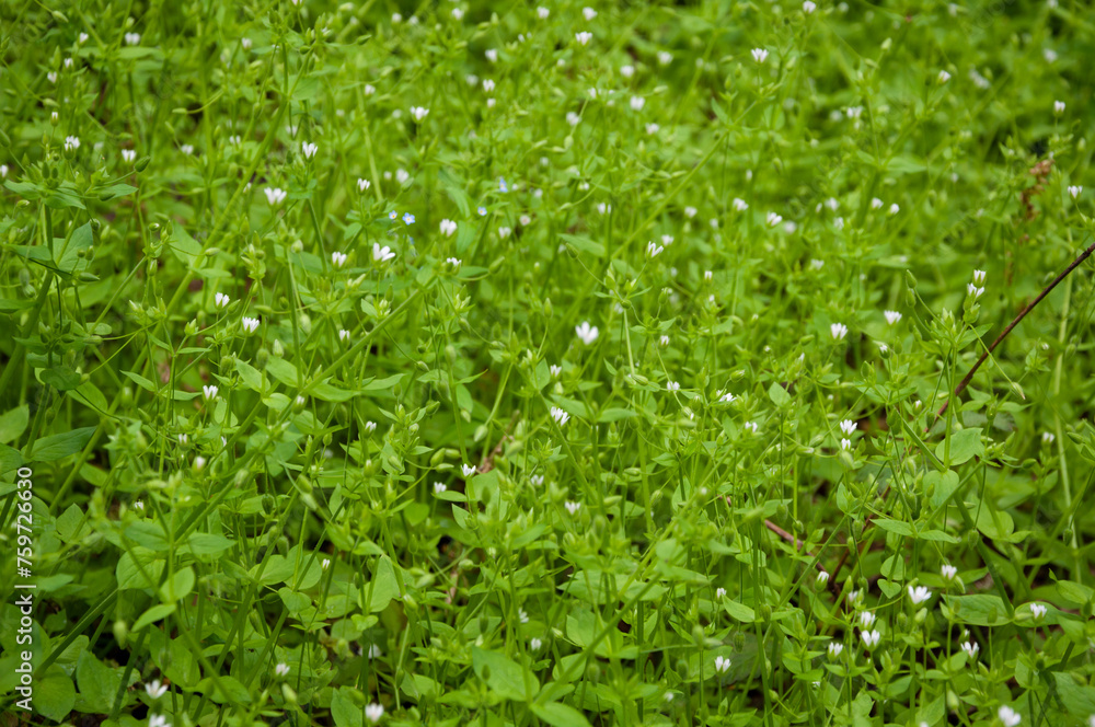 Obraz premium Chickweed green background. Green nature background of chickweed flower bloom. Summer or spring flowering grass. Green grassy background. Grass plant