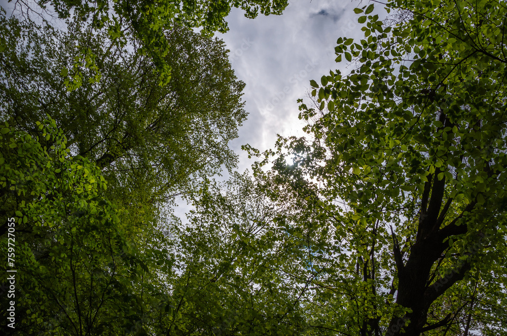 Spring nature forest. Nature in summer. Springtime season. Pathway or path in forest wood. Tree top