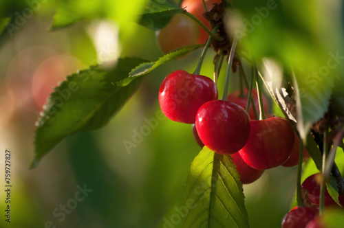 Cherries on a tree.
