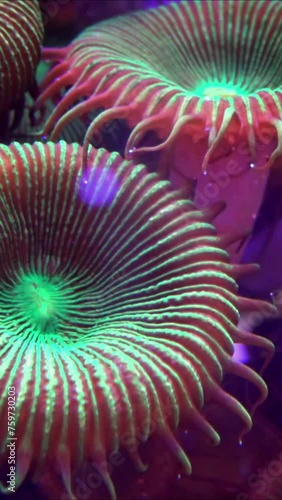 Green White Striped Polyp  (Zoanthus sp.), Colorful button corals swaying under the sea water, USA photo