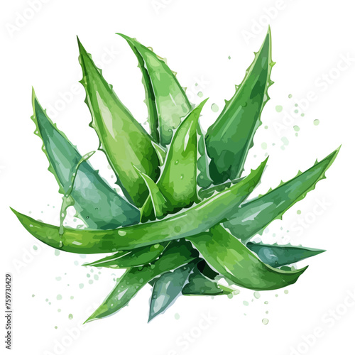 watercolor aloe vera plant illustration isolated on a white background, green aloe vera illustration in watercolor style photo