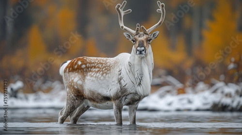wildlife photography, authentic photo of a caribou in natural habitat, taken with telephoto lenses, for relaxing animal wallpaper and more