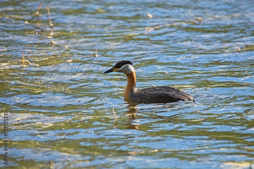 Red-necked grebe (Podiceps grisegena) swimming in its natural habitat.