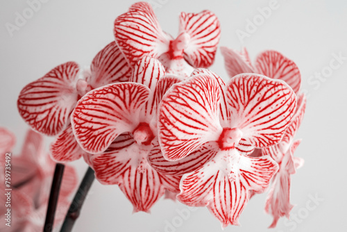 Red Orchidee