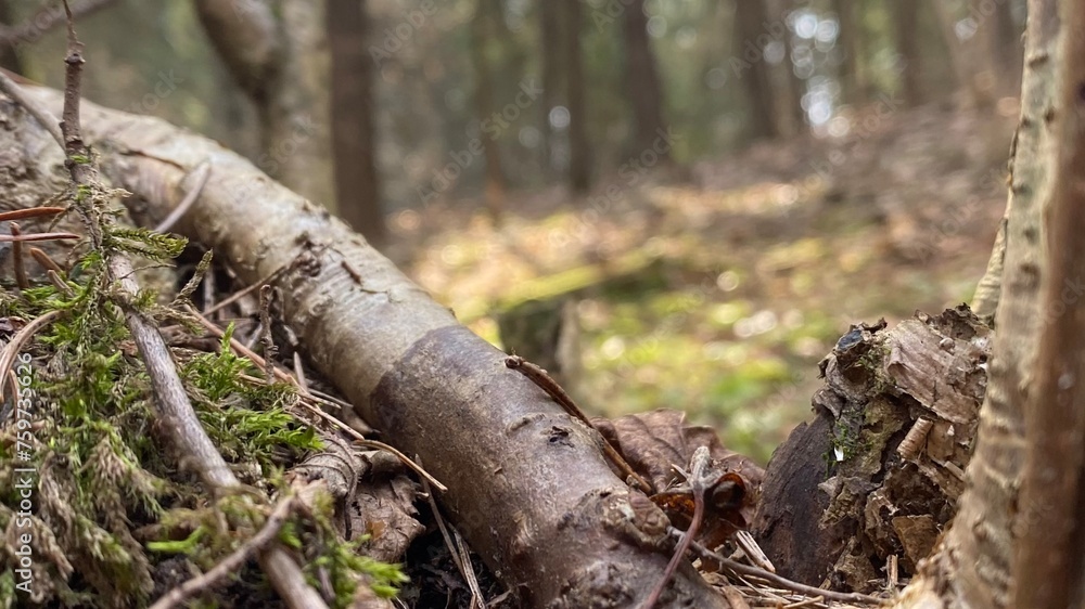 stump in forest