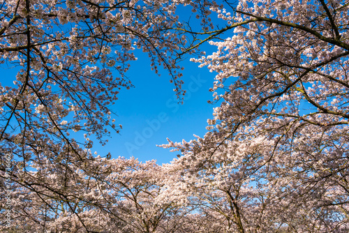 Wallpaper Mural Branches of beautiful cherry  blossom trees overlapping with blue sky, sakura trees in the springtime Torontodigital.ca