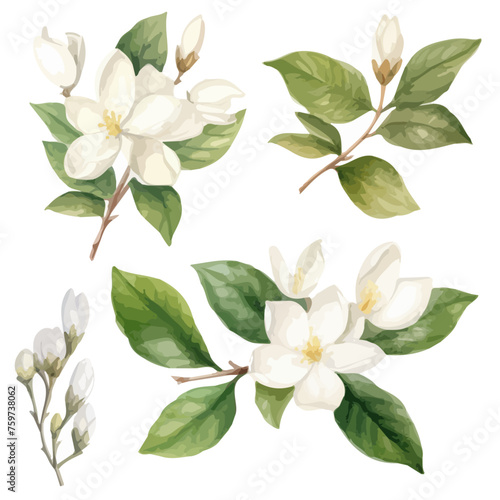 Watercolor hand drawn white jasmine set collection isolated on white background, buds jasmine, white flowers and buds. Watercolor hand drawn fruit orange branch isolated on white