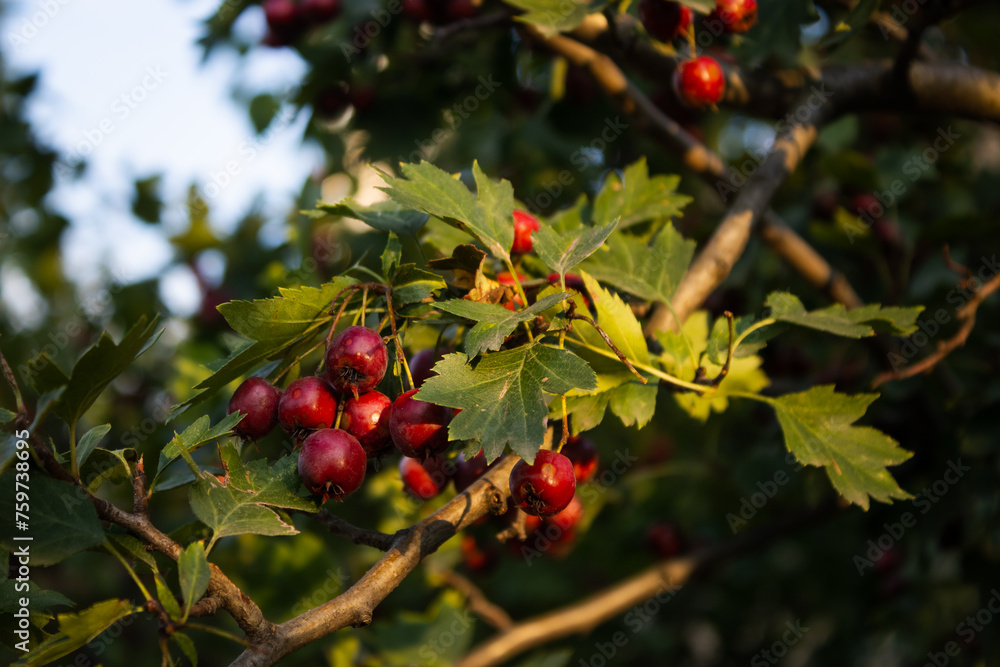 Crataegus tree berries with sunlight
