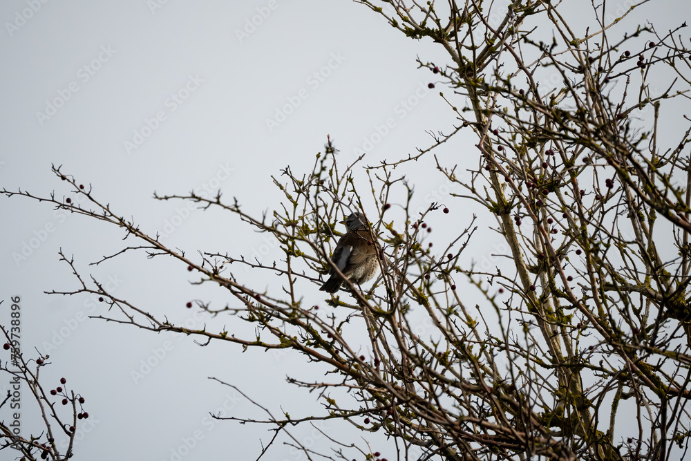 a fieldfare (Turdus pilaris) perched high in winter bushes a fieldfare (Turdus pilaris) perched high in winter bushes