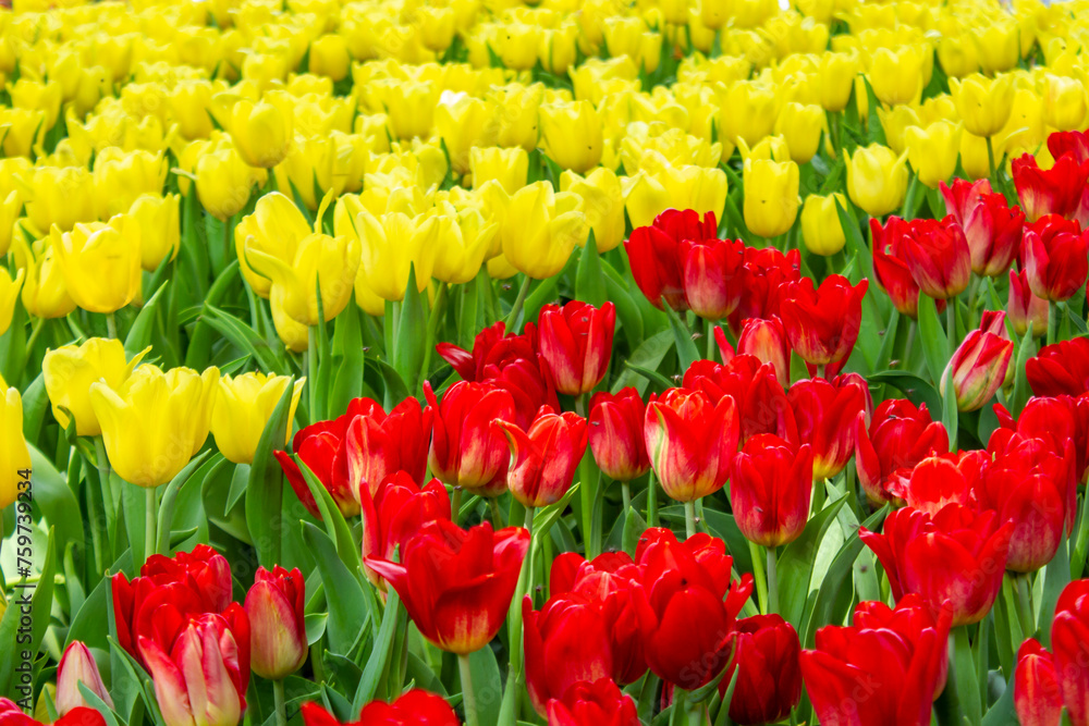 Colorful Tulip Flowers In The Spring Garden. Colorful Tulip Flowers In The Spring Garden.