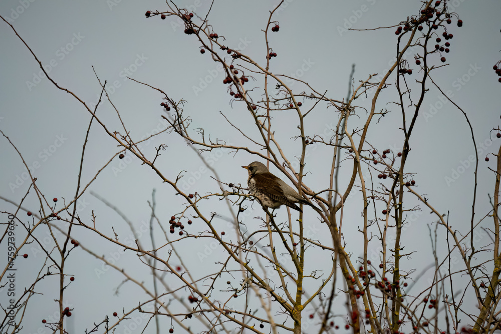 a fieldfare (Turdus pilaris) perched high in winter bushes a fieldfare (Turdus pilaris) perched high in winter bushes