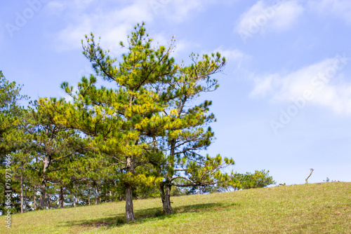 Pine Forest On The Hill In Da Lat Plateau, Vienam.
