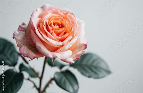 a pink rose sits on a white background
