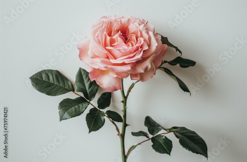 a pink rose sits on a white background