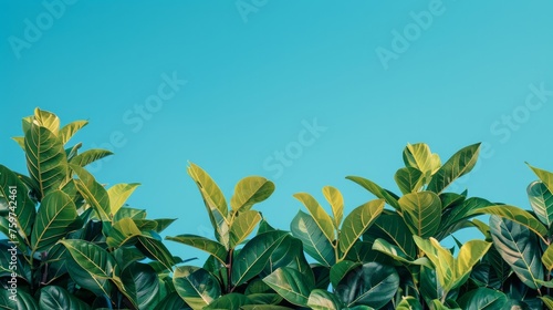 A minimalist shot of lush green tropical foliage against a bright blue sky