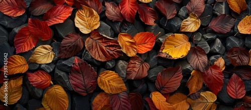 a close up of colorful leaves by the roadside