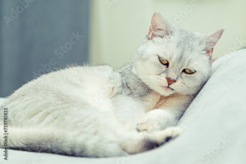 Sad Scottish Straight cat lies on the bed.